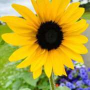 ヒメ日記 2025/07/26 05:55 投稿 南条 みく SUMIRE