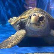 ヒメ日記 2025/08/23 07:30 投稿 南条 みく SUMIRE