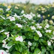 ヒメ日記 2025/09/10 06:45 投稿 南条 みく SUMIRE