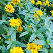 ヒメ日記 2025/09/19 07:44 投稿 南条 みく SUMIRE