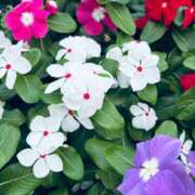 ヒメ日記 2025/10/04 06:45 投稿 南条 みく SUMIRE