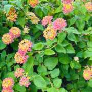 ヒメ日記 2025/10/10 06:45 投稿 南条 みく SUMIRE