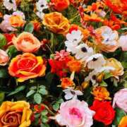 ヒメ日記 2025/11/06 06:45 投稿 南条 みく SUMIRE