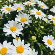 ヒメ日記 2026/03/24 06:30 投稿 南条 みく SUMIRE