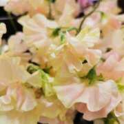 ヒメ日記 2025/01/28 13:36 投稿 カノン カワサキ EROTIC