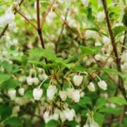 ヒメ日記 2025/04/21 16:30 投稿 カノン カワサキ EROTIC