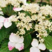 ヒメ日記 2025/06/05 08:04 投稿 カノン カワサキ EROTIC