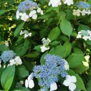 ヒメ日記 2025/06/06 18:01 投稿 カノン カワサキ EROTIC