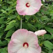 ヒメ日記 2025/07/16 10:01 投稿 カノン カワサキ EROTIC