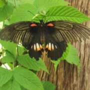 ヒメ日記 2025/07/23 11:45 投稿 カノン カワサキ EROTIC