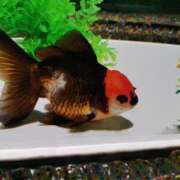 ヒメ日記 2025/07/28 12:31 投稿 カノン カワサキ EROTIC