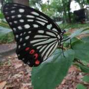 ヒメ日記 2025/08/23 20:55 投稿 カノン カワサキ EROTIC