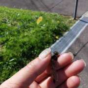 ヒメ日記 2025/09/26 12:05 投稿 カノン カワサキ EROTIC