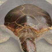 ヒメ日記 2025/10/12 14:02 投稿 カノン カワサキ EROTIC