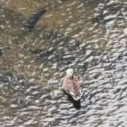 ヒメ日記 2025/10/28 18:31 投稿 カノン カワサキ EROTIC