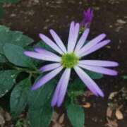 ヒメ日記 2025/11/01 17:01 投稿 カノン カワサキ EROTIC