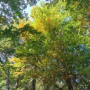 ヒメ日記 2025/11/14 08:31 投稿 カノン カワサキ EROTIC