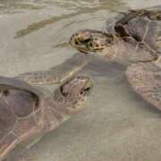 ヒメ日記 2025/11/14 16:30 投稿 カノン カワサキ EROTIC