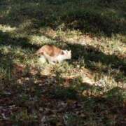 ヒメ日記 2025/11/23 19:31 投稿 カノン カワサキ EROTIC