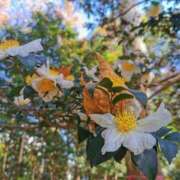 ヒメ日記 2025/11/29 07:45 投稿 カノン カワサキ EROTIC