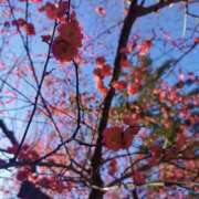 ヒメ日記 2026/02/03 11:45 投稿 カノン カワサキ EROTIC