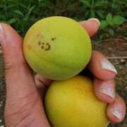 ヒメ日記 2026/03/07 08:31 投稿 カノン カワサキ EROTIC