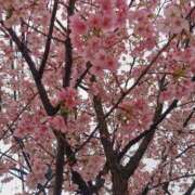 ヒメ日記 2026/03/08 07:19 投稿 カノン カワサキ EROTIC
