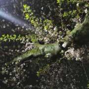 ヒメ日記 2026/04/07 19:02 投稿 カノン カワサキ EROTIC