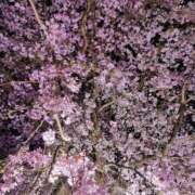 ヒメ日記 2026/04/10 08:15 投稿 カノン カワサキ EROTIC