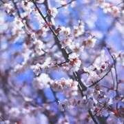 ヒメ日記 2026/04/10 17:42 投稿 しおり 石川小松ちゃんこ