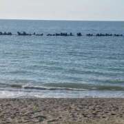 ヒメ日記 2026/04/14 16:42 投稿 しおり 石川小松ちゃんこ