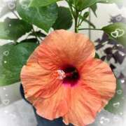 ヒメ日記 2025/09/03 13:52 投稿 はるか 性腺熟女100％（デリヘル市場）