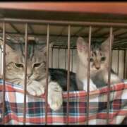 ヒメ日記 2025/01/16 04:18 投稿 夏目みな 五十路マダム 新潟店(カサブランカグループ)