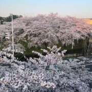 ヒメ日記 2025/03/27 07:36 投稿 夏目みな 五十路マダム 新潟店(カサブランカグループ)