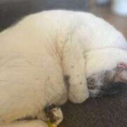 ヒメ日記 2025/03/31 07:14 投稿 夏目みな 五十路マダム 新潟店(カサブランカグループ)