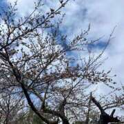 ヒメ日記 2025/04/04 11:10 投稿 夏目みな 五十路マダム 新潟店(カサブランカグループ)