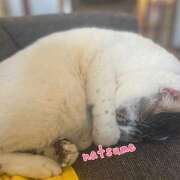 ヒメ日記 2025/04/09 10:14 投稿 夏目みな 五十路マダム 新潟店(カサブランカグループ)