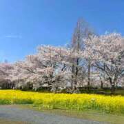 ヒメ日記 2025/04/14 15:50 投稿 夏目みな 五十路マダム 新潟店(カサブランカグループ)