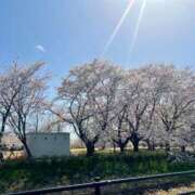 ヒメ日記 2025/04/15 21:04 投稿 夏目みな 五十路マダム 新潟店(カサブランカグループ)