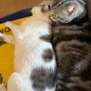 ヒメ日記 2025/04/15 23:18 投稿 夏目みな 五十路マダム 新潟店(カサブランカグループ)