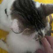 ヒメ日記 2025/04/18 18:26 投稿 夏目みな 五十路マダム 新潟店(カサブランカグループ)