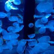 ヒメ日記 2025/07/07 07:08 投稿 夏目みな 五十路マダム 新潟店(カサブランカグループ)