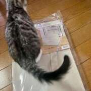 ヒメ日記 2025/07/20 17:34 投稿 夏目みな 五十路マダム 新潟店(カサブランカグループ)