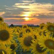 ヒメ日記 2025/08/16 20:00 投稿 夏目みな 五十路マダム 新潟店(カサブランカグループ)