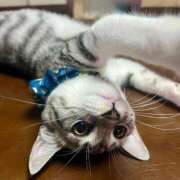 ヒメ日記 2025/09/17 18:26 投稿 夏目みな 五十路マダム 新潟店(カサブランカグループ)