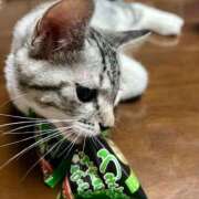 ヒメ日記 2025/09/21 15:54 投稿 夏目みな 五十路マダム 新潟店(カサブランカグループ)