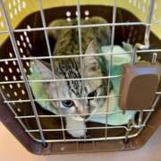 ヒメ日記 2025/12/02 09:24 投稿 夏目みな 五十路マダム 新潟店(カサブランカグループ)