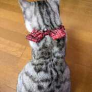 ヒメ日記 2026/02/11 09:42 投稿 夏目みな 五十路マダム 新潟店(カサブランカグループ)