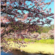 ヒメ日記 2025/03/02 14:14 投稿 しの 性腺熟女100％（デリヘル市場）