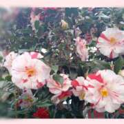 ヒメ日記 2025/03/29 12:36 投稿 しの 性腺熟女100％（デリヘル市場）